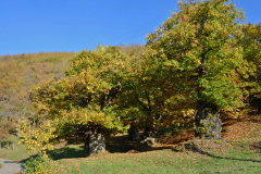 3 ER2-08 GF-03-Montese_Castelluccio