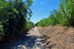 4 TC-11 GF-10-Ciclabile_verso_Lucca